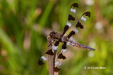 Twelve Spotted Skimmer male (<em>Libellula pulchella</em>)