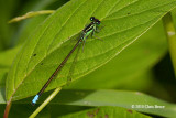 Eastern Forktail mature male (<em>Ischnura verticalis</em>)