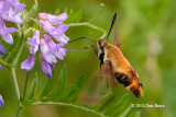 Hummgingbird Clearwing Moth (<em>Hemaris thysbe</em>)