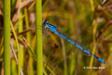 Familiar Bluet (<em>Enallagma civile</em>)