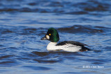 Common Goldeneye (male)