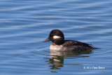 Bufflehead (female)