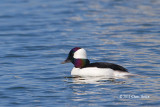 Bufflehead (male)