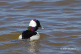 Bufflehead (male)