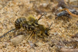 Plasterer Bees (<em>Colletes sp.</em>) Mating