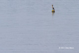 Double-crested Cormorant