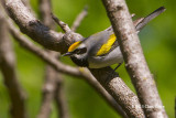 Golden-winged Warbler