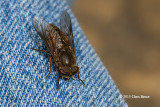 Horse Fly (<em>Hybomitra sp.</em>)