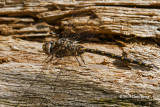 Harlequin Darner (<em>Gomphaeshna furcillata</em>)