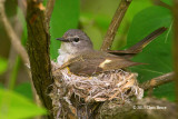 American Redstart (female) on Nest