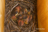Eastern Bluebird Nestlings