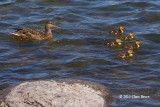 Mallard Ducklings