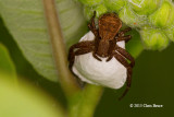 Crab Spider