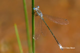 Lyre-tipped Spreadwing (<em>Lestes unguiculatus</em>)