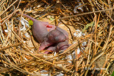 Red Squirrels