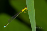 Vesper Bluet male (<em>Enallagma vesperum</em>)