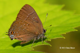 Banded Hairstreak (<em>Satyrium calanus</em>)