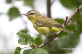 Philadelphia Vireo