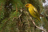 Cape May Warbler (male)