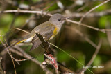 American Redstart