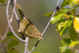 Common Yellowthroat (female)