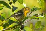 Blackburnian Warbler (fall)