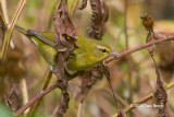 Tennessee Warbler (fall)