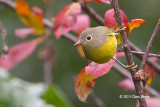 Nashville Warbler