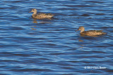 Blue-winged Teals