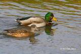 American Wigeon & Mallard