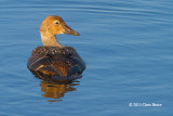 King Eider (female)