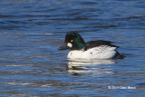 Common Goldeneye (male)