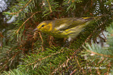 Cape May Warbler