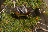 Bay-breasted Warbler (spring male)