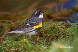 Yellow-rumped Warbler