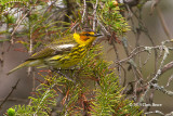 Cape May Warbler