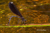 Ebony Jewelwing female (<i>Calopteryx maculata</i>)