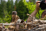 Osprey Chick