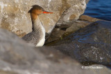 Red-breasted Merganser