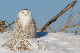 Snowy Owl