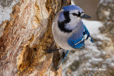 Blue Jay