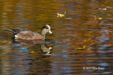 American Wigeon (male)