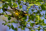 Magnolia Warbler (male)