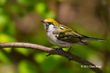 Chestnut-sided Warbler (female)