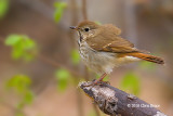 Hermit Thrush