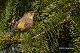 Palm Warbler