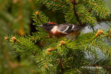 Bay-breasted Warbler (male)