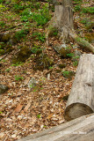 Lauriault Trail (Gatineau Park)