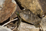 Northern Map Turtle