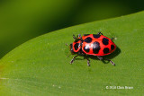 Spotted Lady Beetle (<em>Coleomegilla maculate</em>)